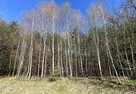 Działki leśne, Las, Tyśmienica, Gm. Parczew - 6