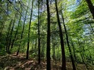 Działka leśna Łęki Górne gm. Pilzno - 8