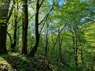 Działka leśna Łęki Górne gm. Pilzno - 10