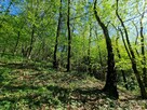 Działka leśna Łęki Górne gm. Pilzno - 13