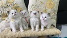 Małe kotki Ragdoll - 5