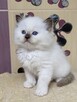 Małe kotki Ragdoll - 3