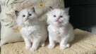 Małe kotki Ragdoll - 4