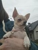 chihuahua śliczna krótkowłosa kremowa - 2