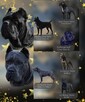 Cane Corso Ksin Fargo Fci - 5