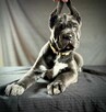 Cane Corso Ksin Fargo Fci - 4