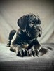 Cane Corso Ksin Fargo Fci - 9