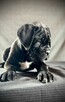 Cane Corso Ksin Fargo Fci - 10
