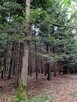 Działka leśna Sitnica gm. Biecz - 6