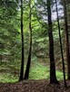 Działka leśna Sitnica gm. Biecz - 13