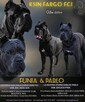 Cane Corso Ksin Fargo Fci - 3