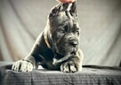 Cane Corso Ksin Fargo Fci - 6