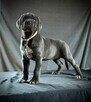 Cane Corso Ksin Fargo Fci - 7