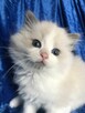 Kocięta ragdoll z rodowodem FPL - 4