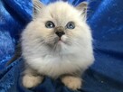 Kocięta ragdoll z rodowodem FPL - 6