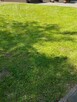Koszenie trawy, trawnikow tel.692805945 - 3