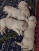 Golden Retriever szczenięta ZKwP/FCI - 7