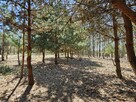 Działka bud.; 2900 M2; Łukawska Wola; WZ; ZADRZEWIONA - 3