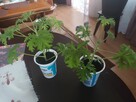 Anginowiec anginka kwiatek leczniczy na ból ucha, gardła - 4