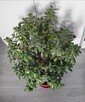 Drzewko Domowe Grubosz Drzewiasty Duży 60cm - 2