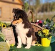 Owczarek Szetlandzki Sheltie ZKwP/FCI - 11