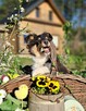 Owczarek Szetlandzki Sheltie ZKwP/FCI - 4