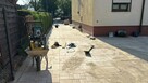 Usługi budowlane, układanie kostki brukowej - 7