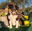 Owczarek Szetlandzki Sheltie ZKwP/FCI - 8