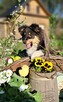 Owczarek Szetlandzki Sheltie ZKwP/FCI - 7
