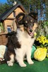 Owczarek Szetlandzki Sheltie ZKwP/FCI - 5