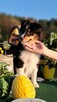 Owczarek Szetlandzki Sheltie ZKwP/FCI - 13