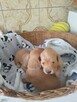 Golden retriever - 3