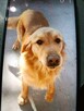 Reproduktor golden retriever - 2