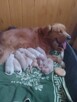 Golden retriever - 4
