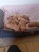 Golden retriever - 6