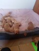 Golden retriever - 2