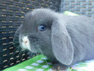 Niebieskie króliki mini lop - 8
