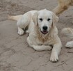 Golden retriever 8 miesięczne - 13