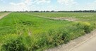 5 ha Ołtarzew gm. Ożarów Mazowiecki - 2