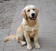 Golden retriever 8 miesięczne - 12