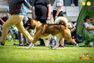 Zapowiedź miotu AKITA AMERYKAŃSKA - jesień 2025 - hodowla Pl - 10