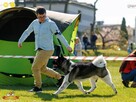 Zapowiedź miotu AKITA AMERYKAŃSKA - jesień 2025 - hodowla Pl - 13