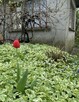 [DZIAŁKA] 2x działka rekreacyjna Ogródek ROD Pałuczanka Żnin - 15
