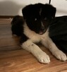 Szczeniak Akita Amerykańska - 3