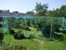 Sprzedam działkę rekreacyjną. Skarżysko-Kamienna. - 5