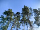 Działka budowlana obok lasu, Międzyborów - 6