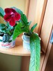A może żyworódkę lub... - 13