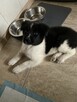 Szczeniak Akita Amerykańska - 2