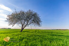Działka siedliskowa Piotrkówek gm. Krzczonów, - 7