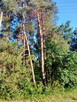 Las 78 arów - 4